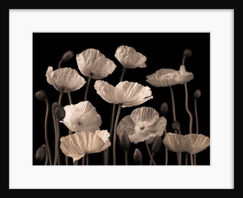 Poppies and buds by Assaf Frank